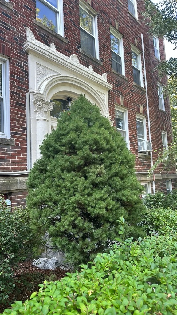 White spruce