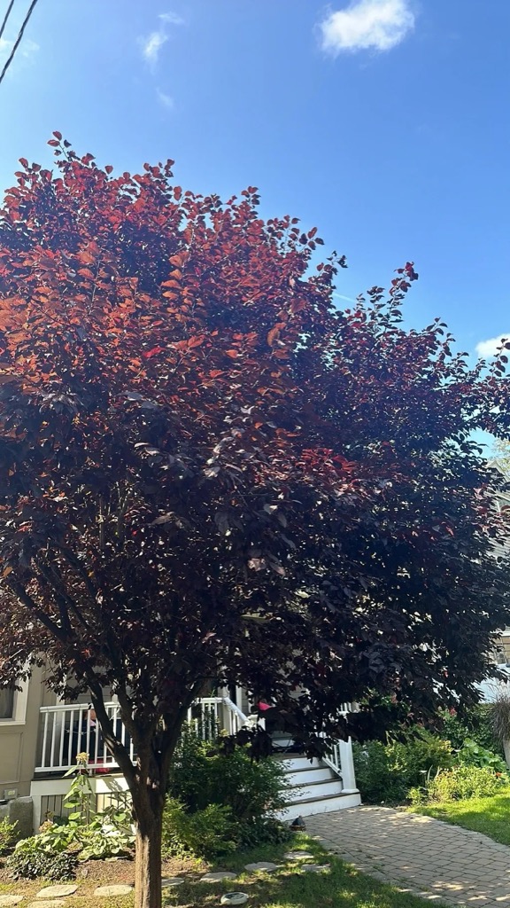 Cherry plum