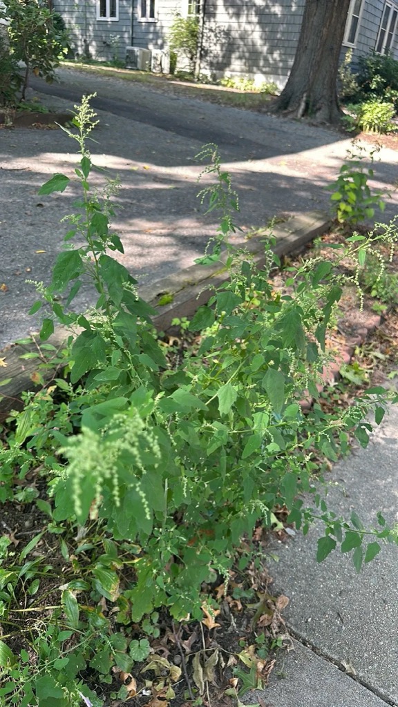 Lamb’s quarters