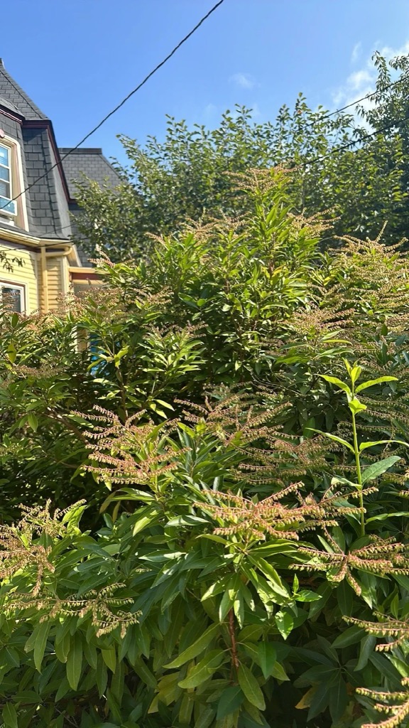 Japanese pieris