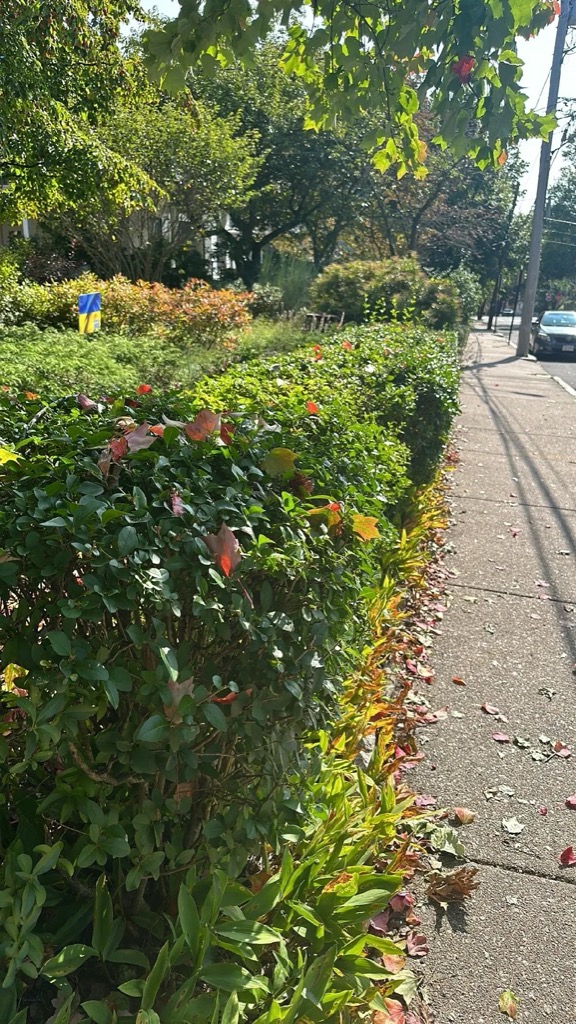 Privet