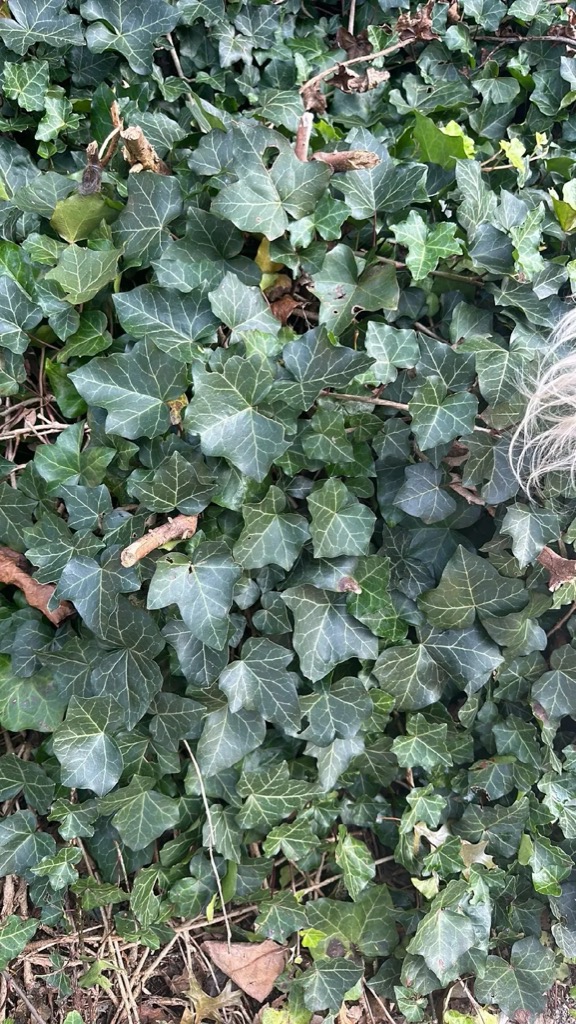 English Ivy