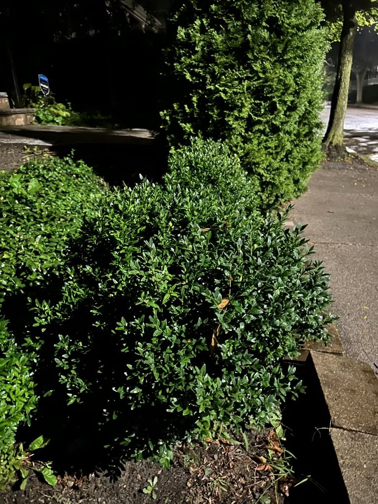 Boxwood