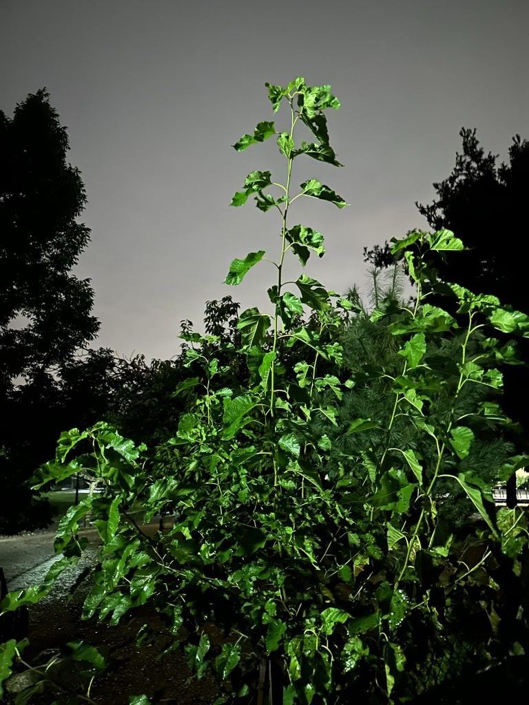 Mulberry